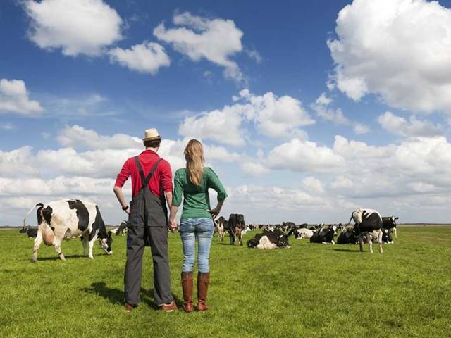 Farmáře svedla do manželství výstavní jalovice