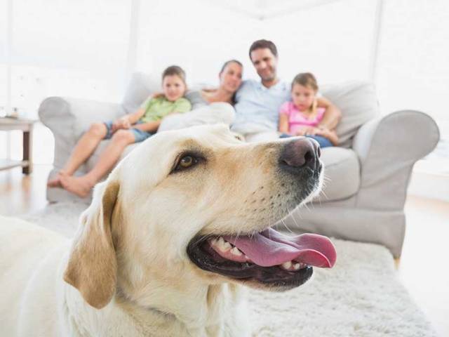 ZÁHADA ztracených ponožek vyřešena: Našel je veterinář! Kde?!