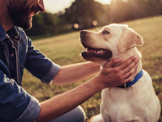 Česnekové tablety ochrání psa před klíšťaty